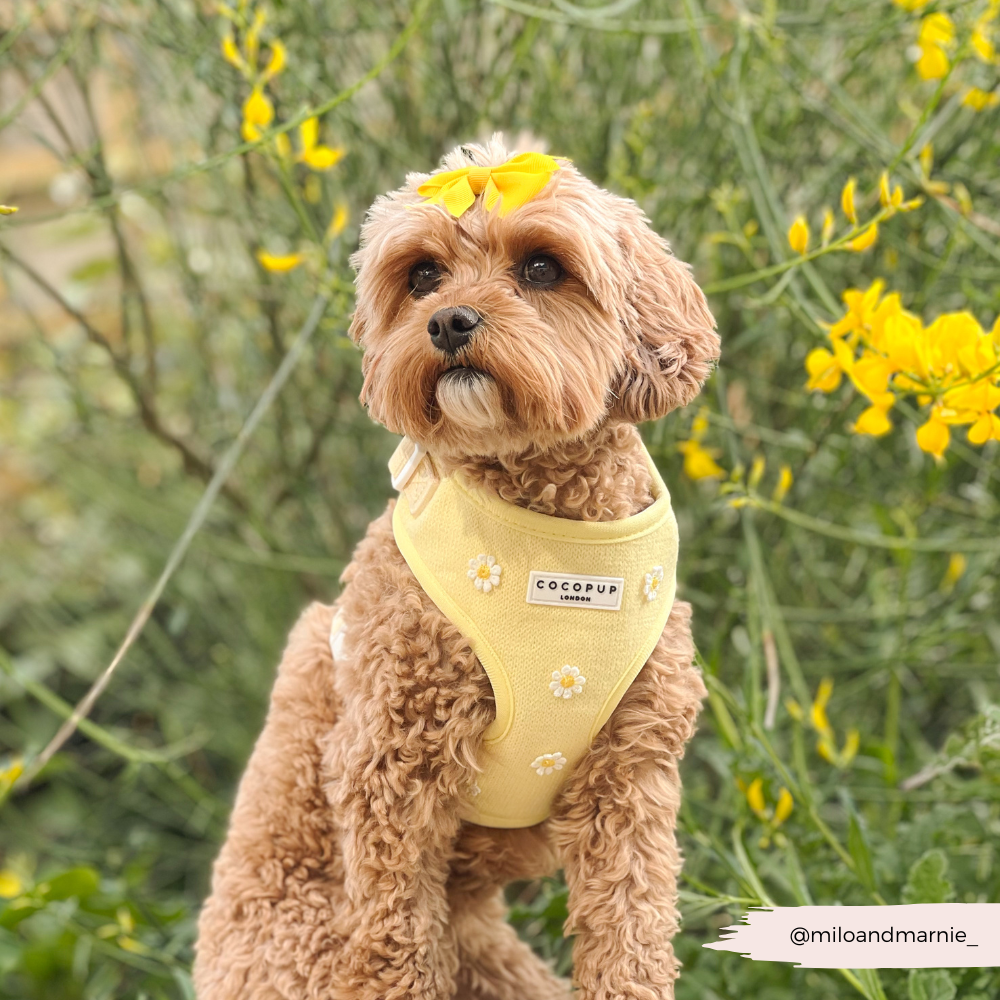 Buttercup Pup Adjustable Neck Harness
