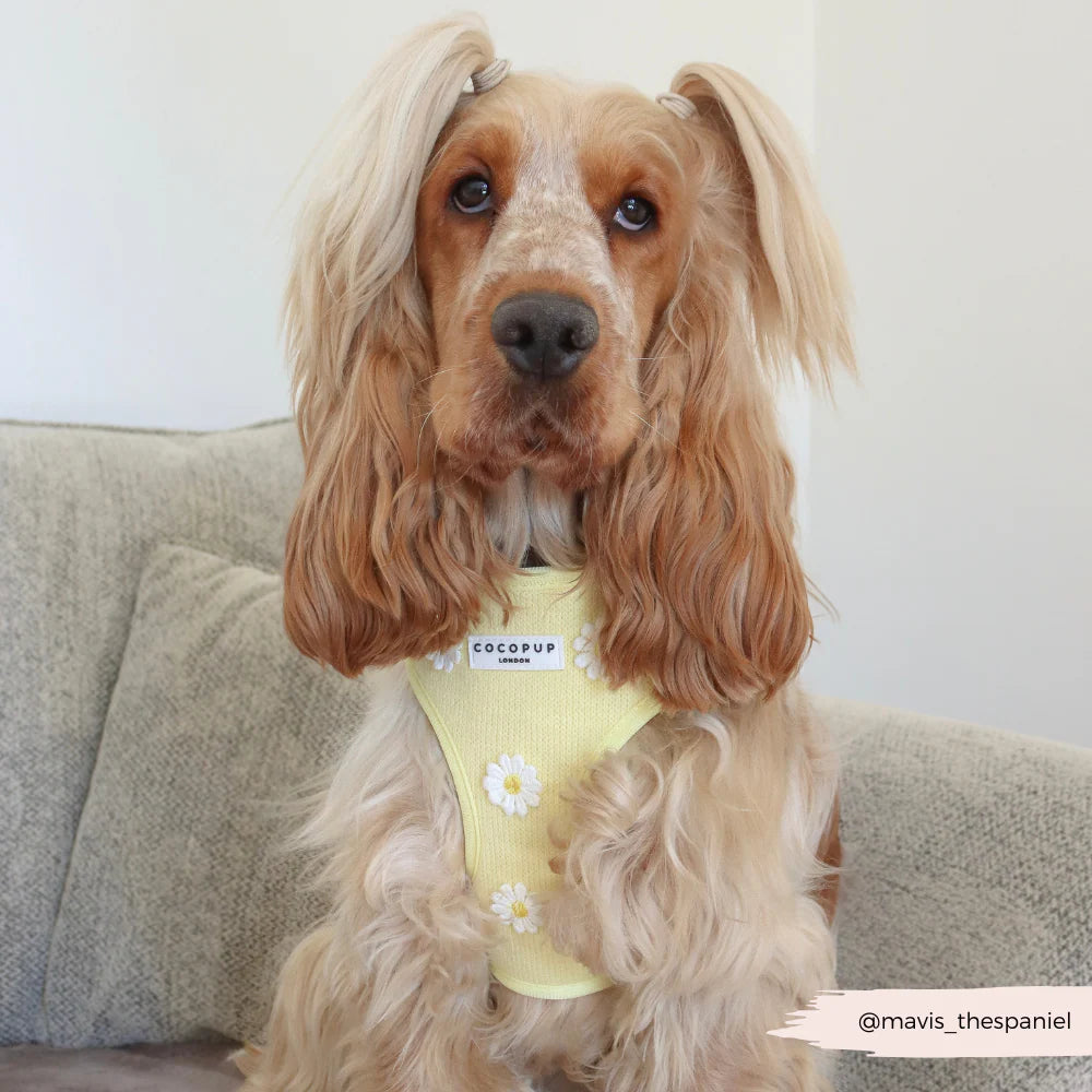 Buttercup Pup Adjustable Neck Harness