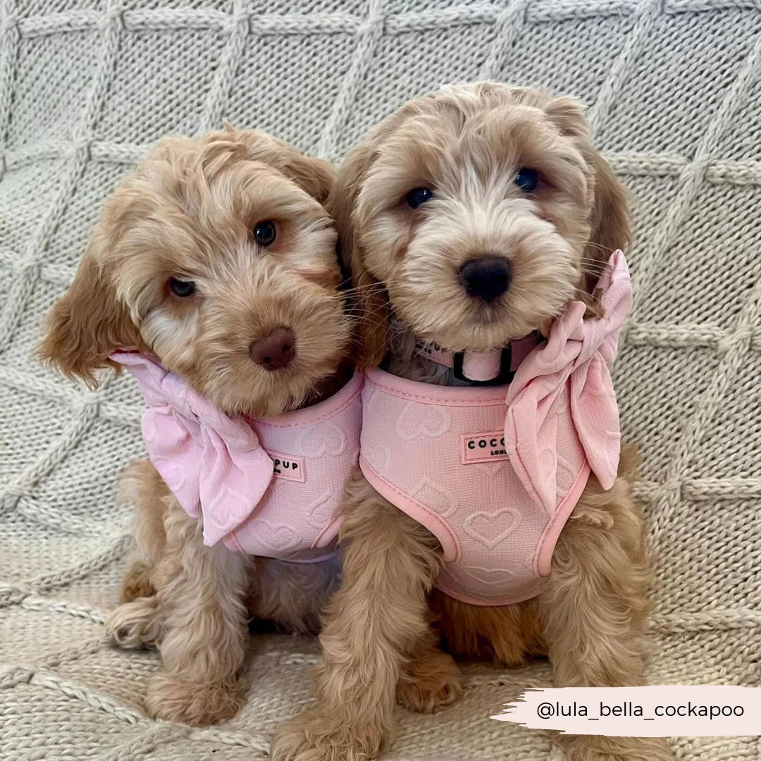 Luxe Adjustable Neck Harness