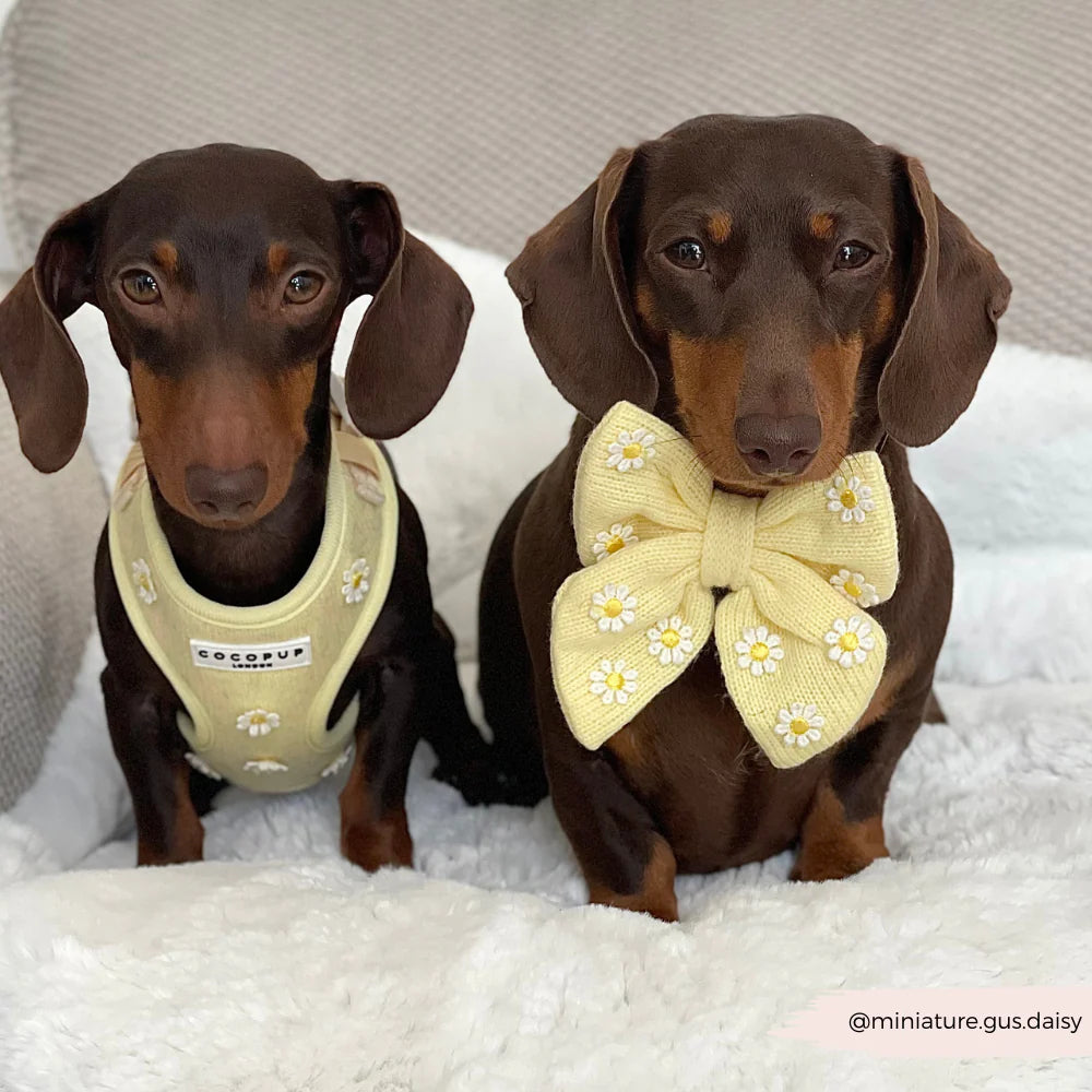 Buttercup Pup Adjustable Neck Harness