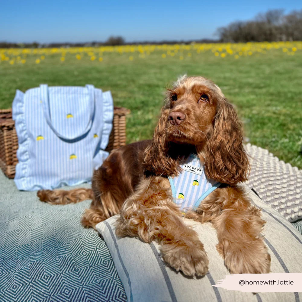 Living La Vida Lemon Adjustable Neck Harness