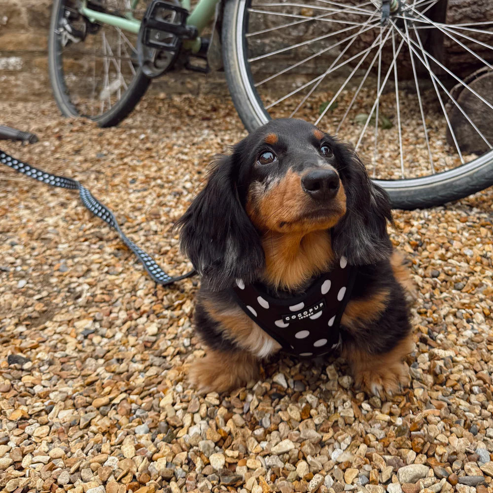 Polka Dot Lead