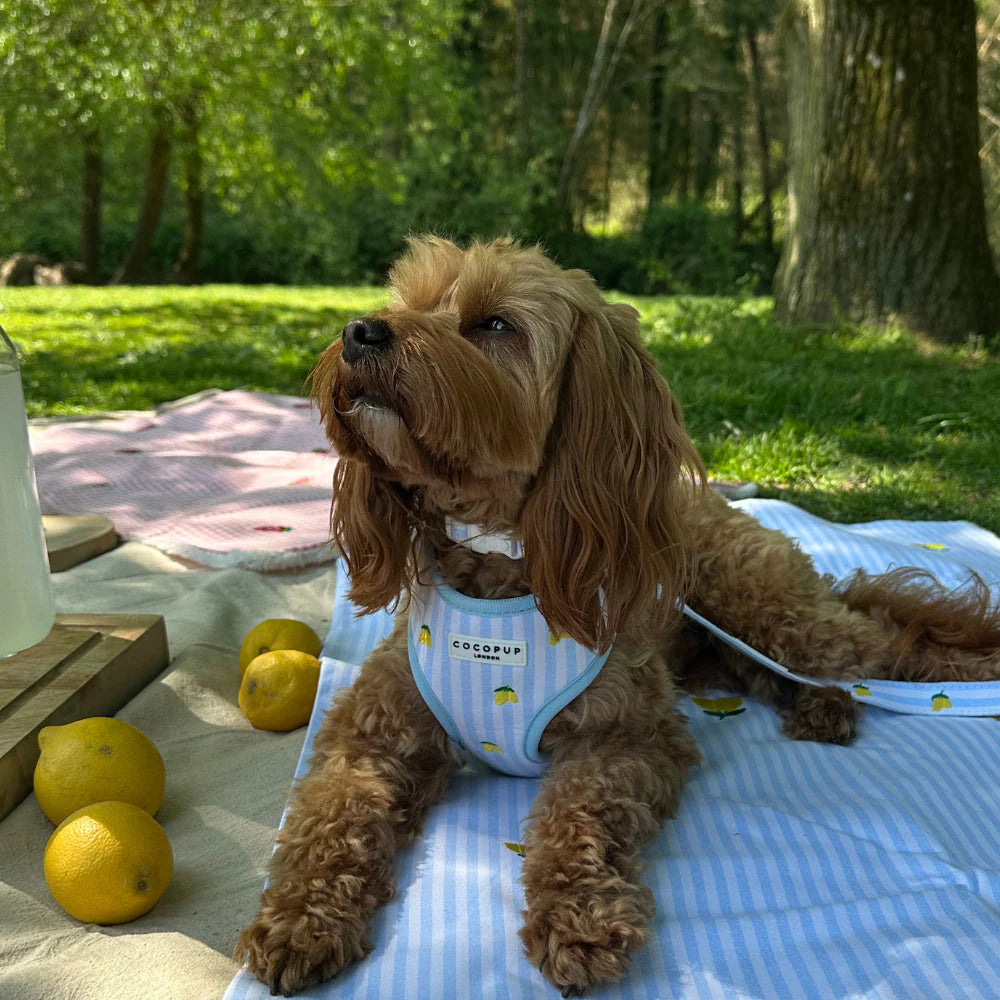 Living La Vida Lemon Adjustable Neck Harness