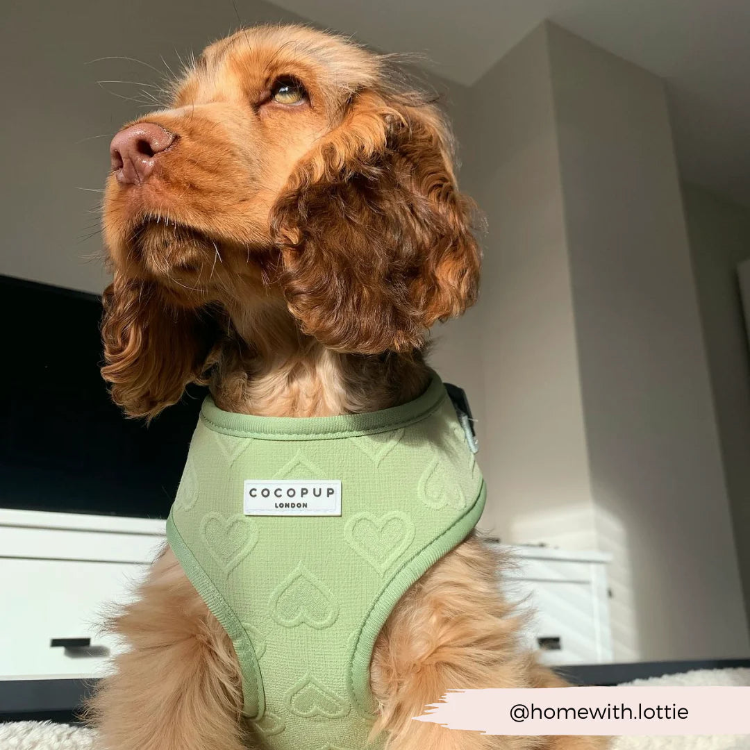 Luxe Adjustable Neck Harness