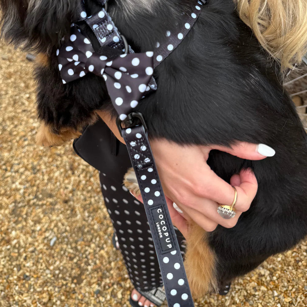 Polka Dot Lead