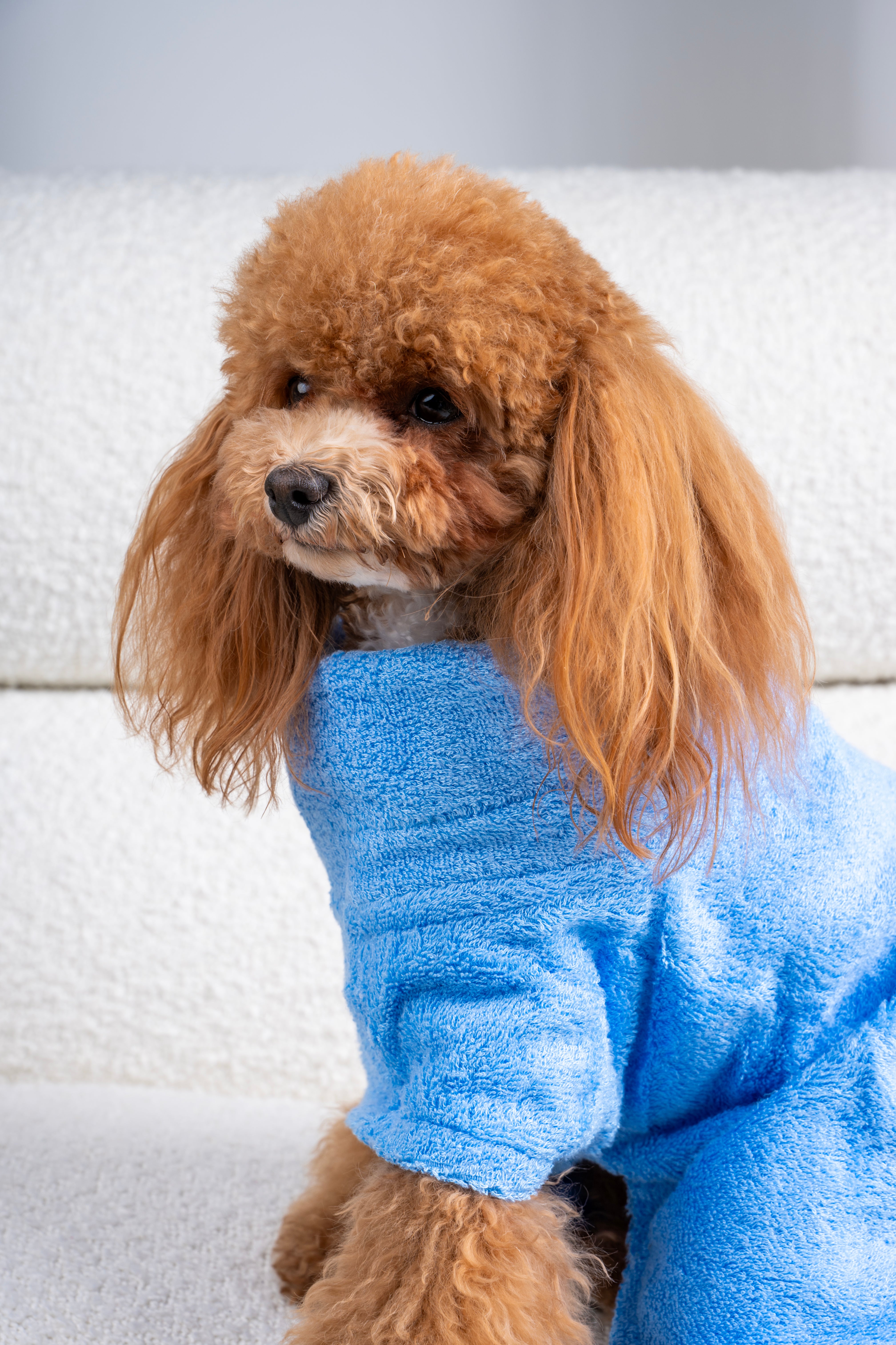 Dog Towel