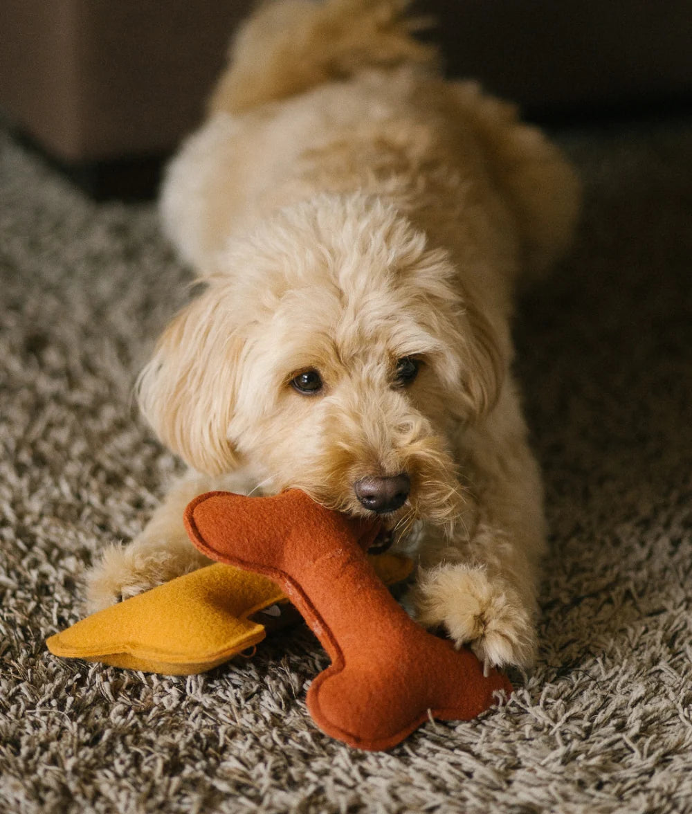 Terracotta Dog Toy, Play
