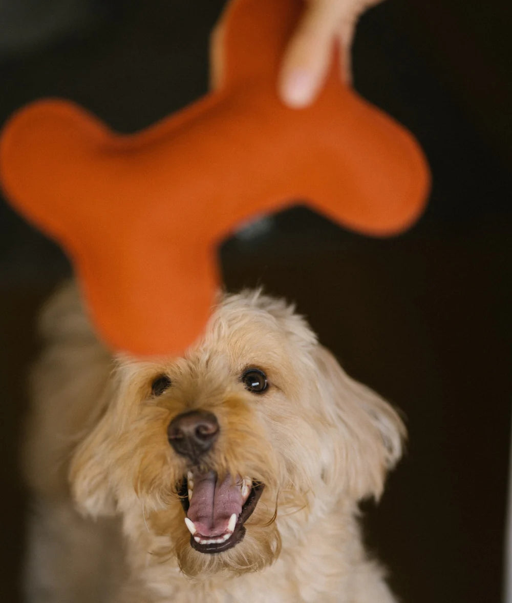 Terracotta Dog Toy, Play