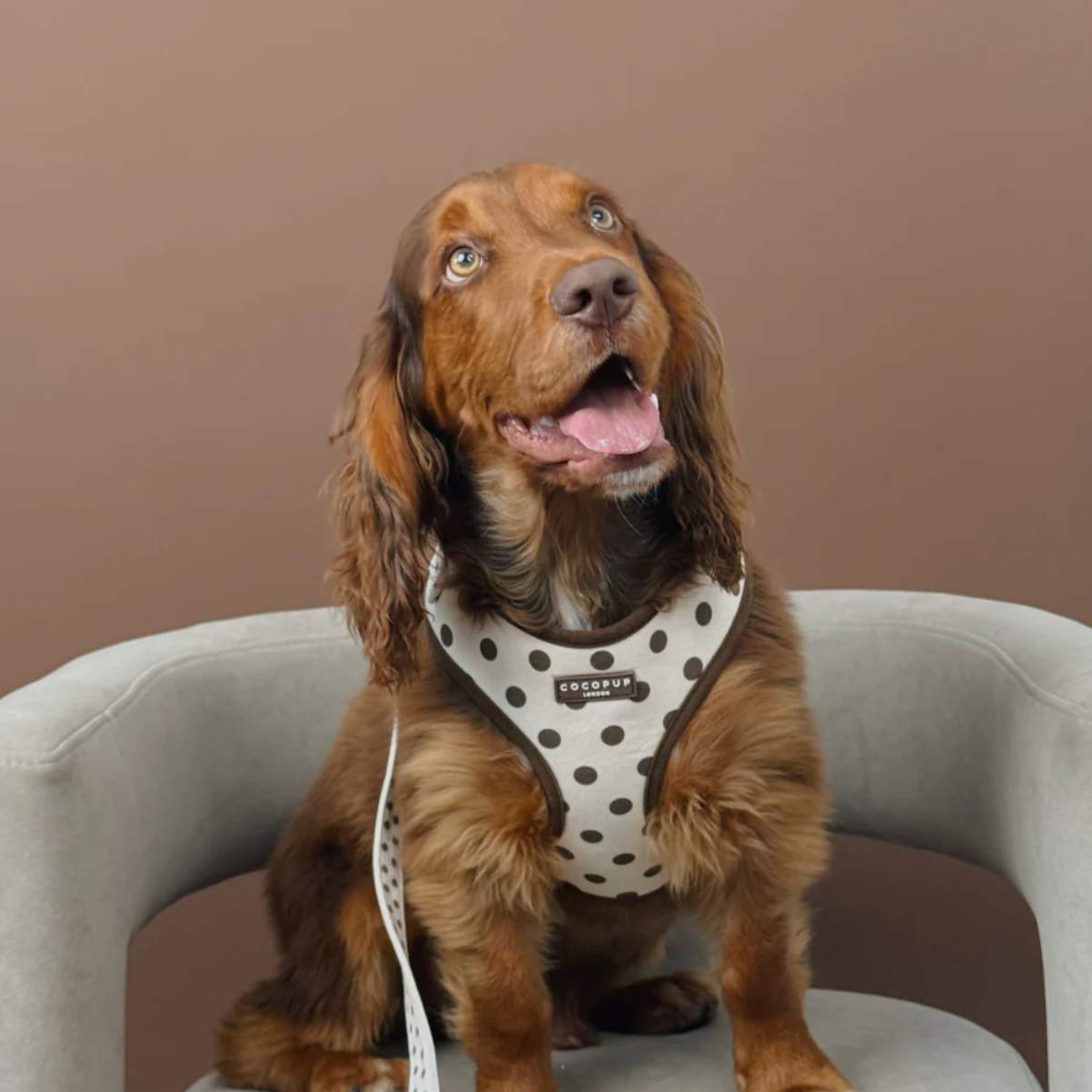 Tiramisu Polka Dot Adjustable Neck HARNESS