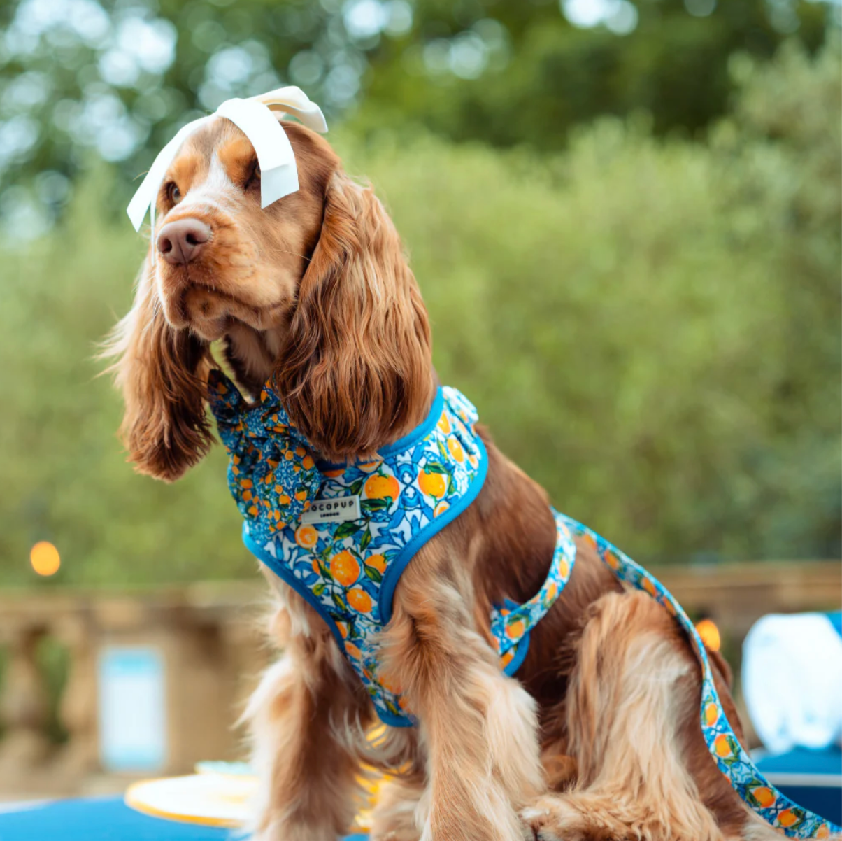 Amalfi Lemon Adjustable Neck HARNESS