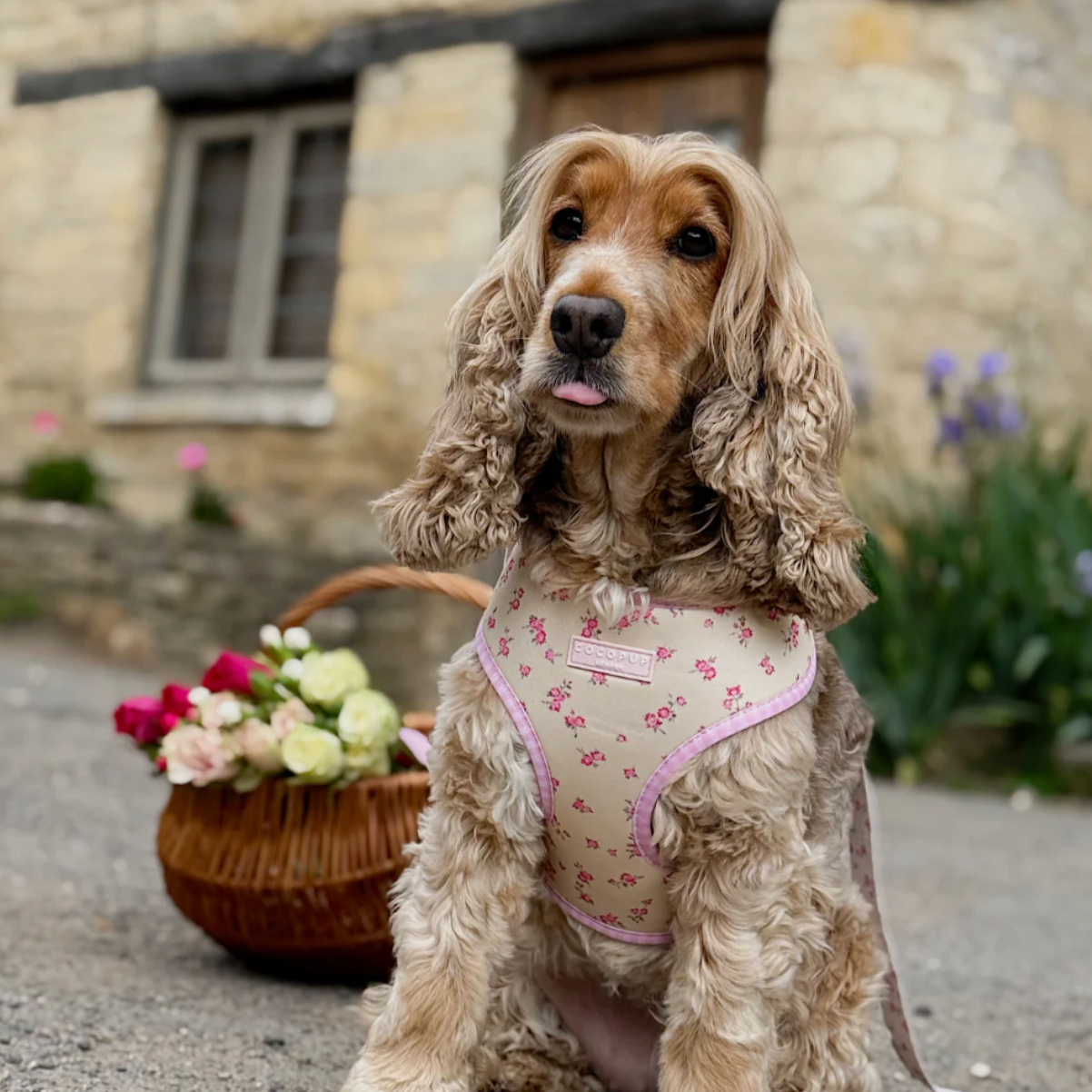 English Rose Adjustable Neck HARNESS Regular price