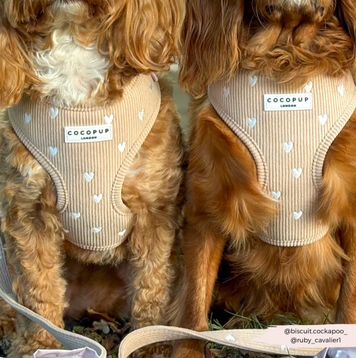 Chai Hearts Adjustable Neck HARNESS