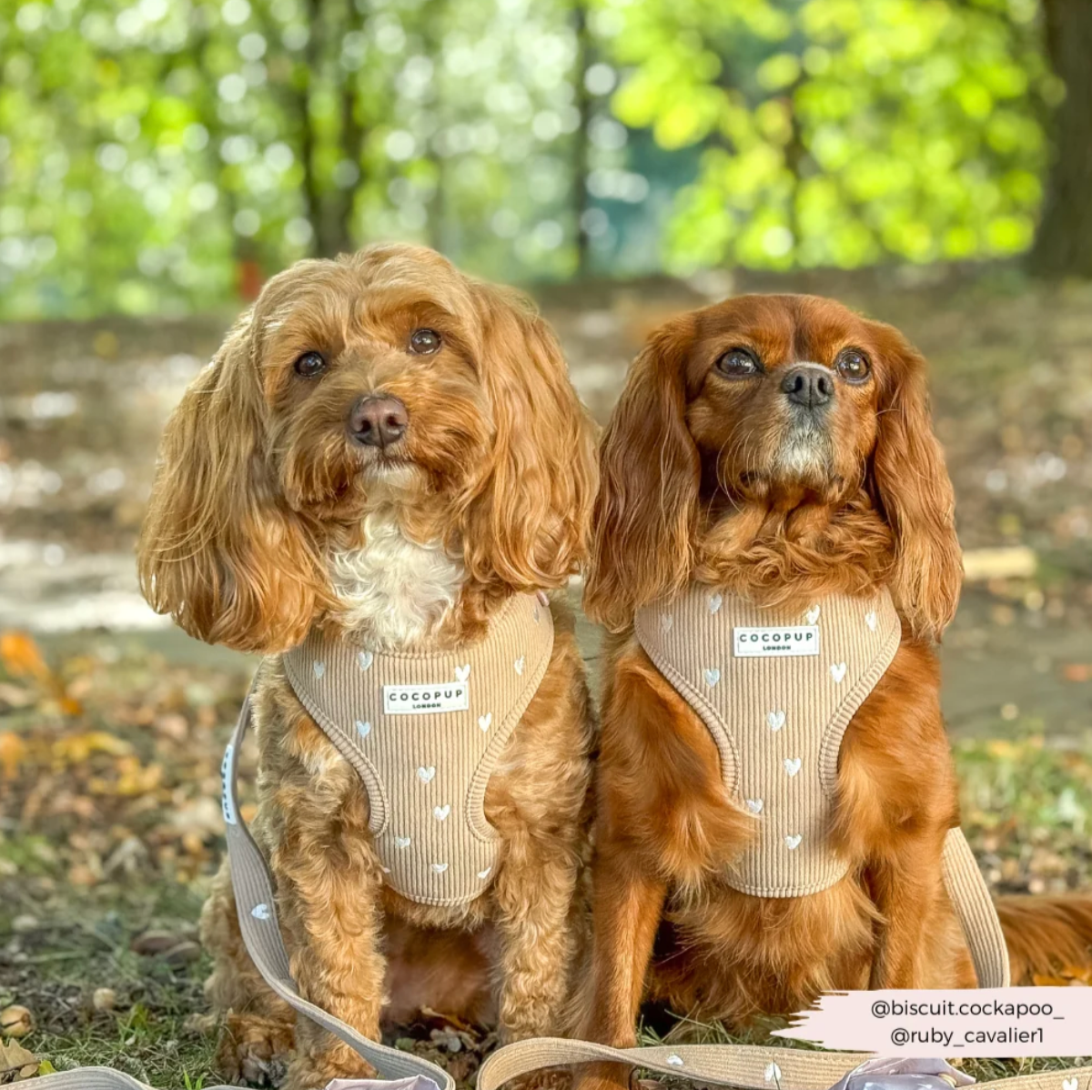Chai Hearts Adjustable Neck HARNESS